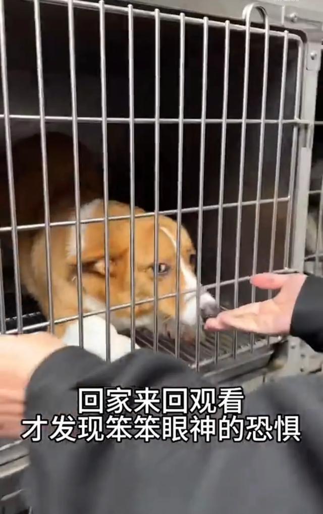 “春节宠物寄养价格快赶上人住酒店了！”有宠物酒店600一天(图7)