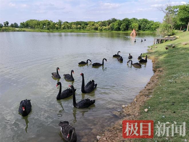 公天鹅情变有新欢母天鹅脱群郁郁寡欢专家：动物情感问题不好解决(图1)