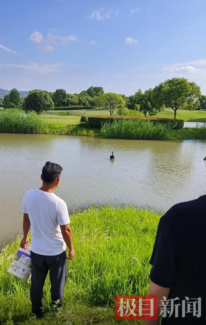 公天鹅情变有新欢母天鹅脱群郁郁寡欢专家：动物情感问题不好解决(图6)