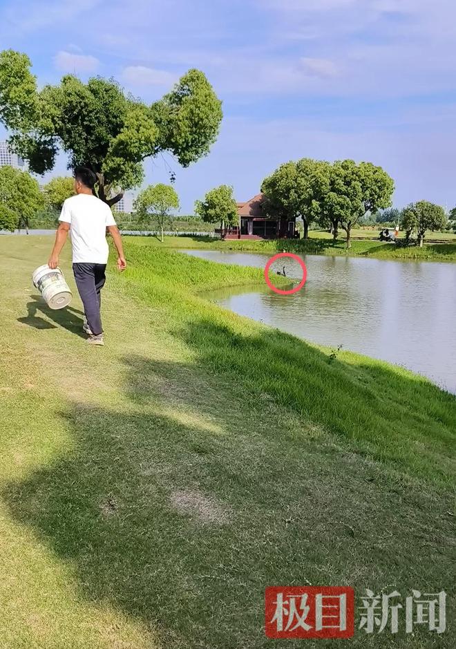 公天鹅情变有新欢母天鹅脱群郁郁寡欢专家：动物情感问题不好解决(图4)